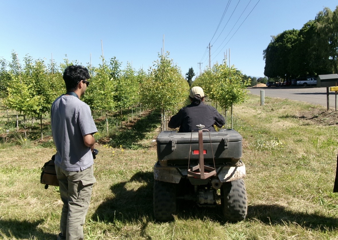 ATV in tree rows at Oregon farm